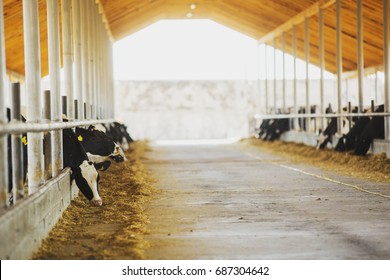 Farmer hits back after cow. Modern farm cowshed. Milking cows.  
Cows eating lucerne hay.