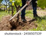 Farmer with hoe works the land in the vineyard. Agricultural industry, winery. 