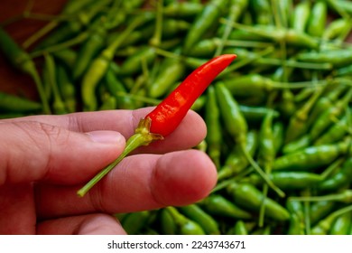 Farmer Hold Raw and Fresh Paprika, Thai Chilli Pepper from Chilli Plantation, Spicy Red Chilli on Green Chilli Background. - Shutterstock ID 2243743671
