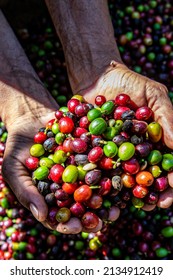 Bauer halten in den Händen organische Arabinica Kaffee. Ernte von Arabinica-Kaffeebeeren durch die Landwirtschaft. Worker Harvest arabica Kaffeerbeeren auf seinem Zweig, Erntekonzept. Staat Minas Gerais, Brasilien