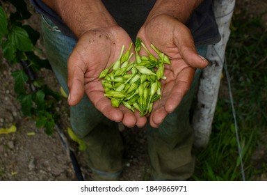 Farmer Holding A Bunch Of Loroco, An Exotic Flower That Is A Traditional Dish In Western Honduras