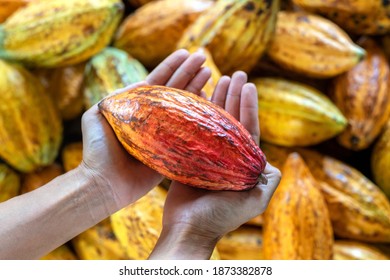 Farmer Holding Cacao Pods In A Cacao Farm.