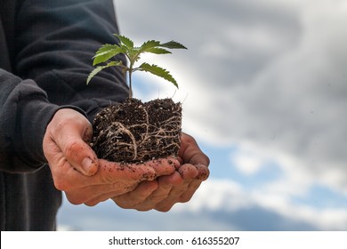 Farmer Holding a Cannabis Plant, Grown by TKO Reserve