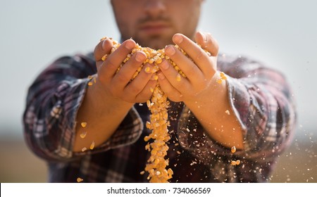 Farmer holding corn grains in his hands 
