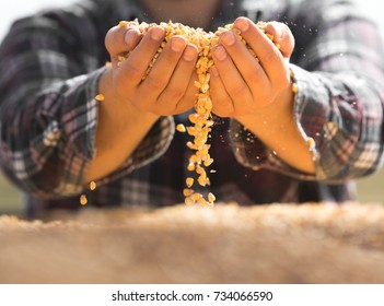 Farmer Holding Corn Grains In His Hands 