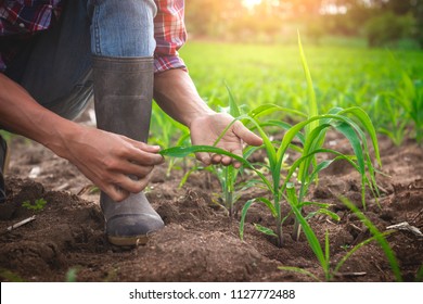 Farmer holding corn leaves in the fild. - Shutterstock ID 1127772488