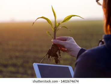 Farmer Holding Corn Sprout With Root And Tablet In Field And Researching Plant Growth