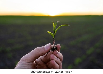 Farmer holding corn sprout with root and researching plant growth. Examining young green corn maize crop plant in cultivated agricultural field. - Shutterstock ID 2271644837