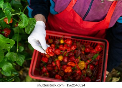 Captain Pepper Images Stock Photos Vectors Shutterstock