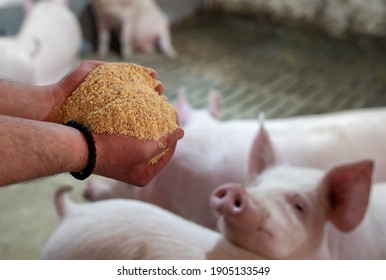 Farmer holding dry feed in hands in front of pigs in barn - Powered by Shutterstock