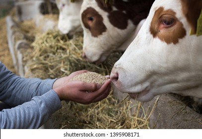 Farmer holding dry food in granules in hands and giving them to cows in stable