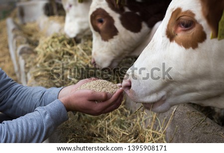 Farmer holding dry food in granules in hands and giving them to cows in stable
