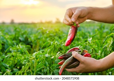 The farmer holding fresh peppers in the hand. Red hot pepper bush. Growing organic vegetables. Autumn harvesting concept. Selective focus