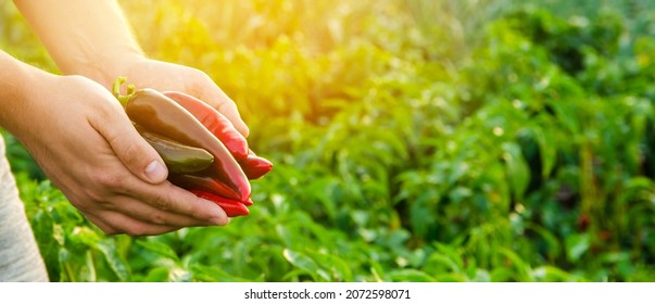 The farmer holding fresh peppers in the hand. Red hot pepper bush. Growing organic vegetables. Selective focus