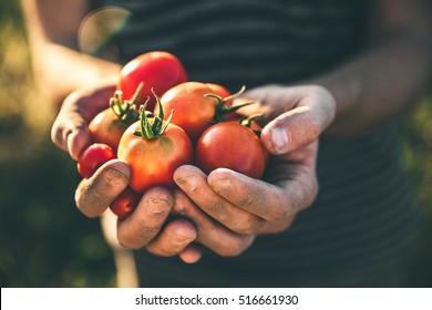 Farmer holding fresh tomatoes at sunset. Food, vegetables, agriculture