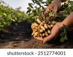 A farmer holding freshly harvested peanuts with roots in a field. The background features green peanut plants under a cloudy sky, showcasing agricultural activity.