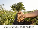 A farmer holding freshly harvested peanuts with roots in a field. The background features green peanut plants under a cloudy sky, showcasing agricultural activity.