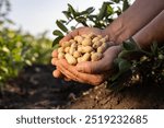 A farmer holding freshly harvested peanuts with roots in a field. The background features green peanut plants under a cloudy sky, showcasing agricultural activity.