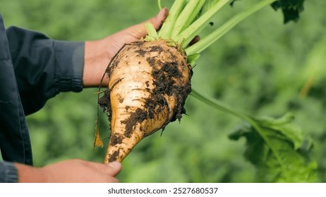 Farmer holding a freshly harvested sugar beet. A farmer holds a freshly harvested sugar beet covered in soil. - Powered by Shutterstock