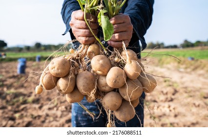 Farmer holding in hands the harvest of potatoes in the  field. - Powered by Shutterstock