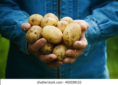 Farmer holding in hands the harvest of potatoes in the garden. Organic vegetables. Farming.
