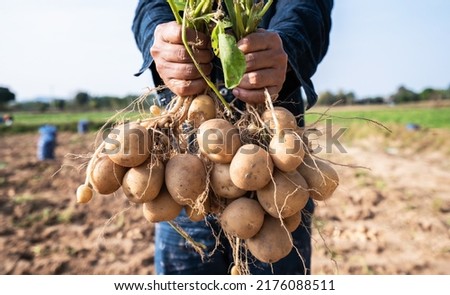 Farmer holding in hands the harvest of potatoes in the  field.