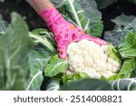 farmer holding a head of cauliflower, close-up. Growing cauliflower. cauliflower harvest. High quality photo