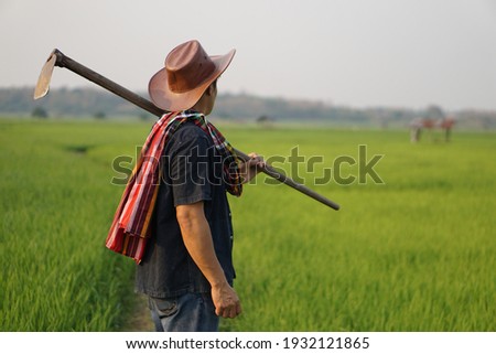Farmer holding a hoe and looking at green paddy field. Concept organic farming. No chemical. Using traditional manual tool in stead of use herbicide. Zero pollution.