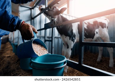 Farmer holding mixture food of corn and wheat and giving them to cows in barn farm. Concept livestock farm with organic cattle. - Powered by Shutterstock