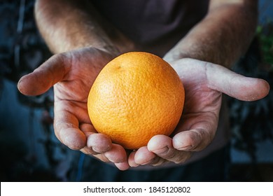 A Farmer Holding An Orange With Dirty Hands