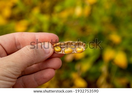Farmer holding raw dry soybeans in hand in the field