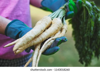 Farmer is holding a root parsley vegetables in her hands, Harvest in organic garden. Gardener hold parsnip. - Powered by Shutterstock