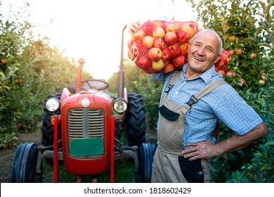 Farmer Holding Sack Of Apple Fruit In Orchard.