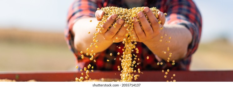 Farmer holding soy grains in his hands in tractor trailer after - Shutterstock ID 2055714137
