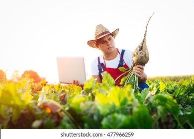 Farmer Holding Sugar Beet And Laptop In Field