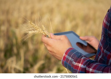 Farmer Holding Tablet, Agronomist Using Online Data Management Software, Creating Yield Maps In Wheat Field, Precision Farming