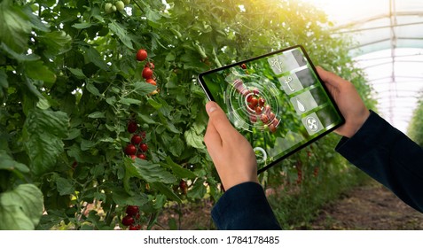 A farmer is holding a tablet on the background of a greenhouse with tomatoes. Smart farming and precision agriculture 4.0
