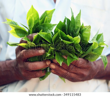 A farmer holding tea leaves on a Fairtrade smallholding near the Sri Lankan city of Kandy.