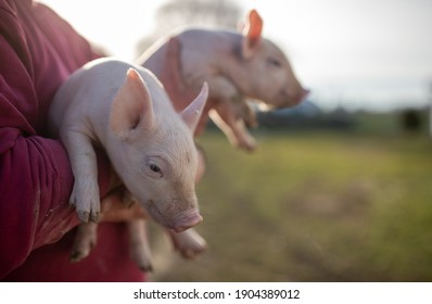 Farmer holding two small piglets in hands on ranch - Powered by Shutterstock