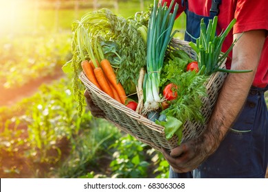 Farmer Holding Wicker Basket With Fresh Organic Vegetables