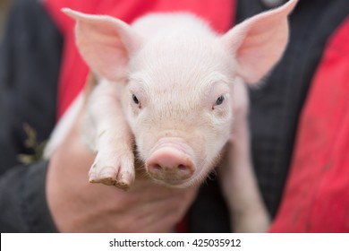 Farmer Holding Young Pig