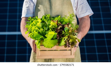 Farmer Holds A Box Of Lettuce And Greenery Against The Background Of Solar Power Plant Panels