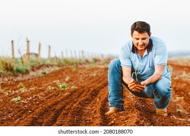 The farmer holds a corn plant in the field. Agriculture is one of the main bases of the Brazilian economy