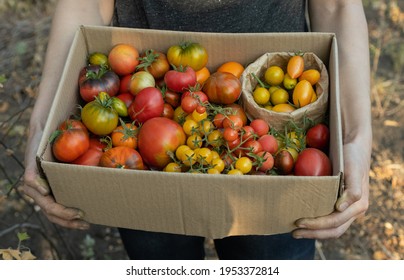 Farmer holds a decomposable cardboard box with a ripe tomato mix. Fresh vegetables for sale at the local farmers market. The concept of gardening and delivery of organic vegetables. Ecofarm worker - Powered by Shutterstock