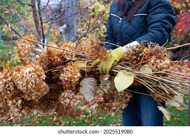 Farmer holds felled branches. Tree branches and dry grass after cleaning in garden on warm autumn day.  - Powered by Shutterstock