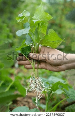 Farmer holds hand a group of rooted sprouting sweet potato slips. Virus free of sweet potato. Hand showing how to grow sweet potato on soil at organic farm. Farmer planting young sweet potato tree.