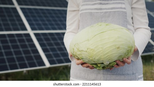 A Farmer Holds A Head Of Cabbage In His Hands Against The Backdrop Of Solar Panels Behind Him.