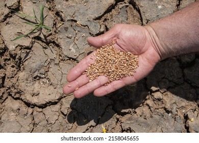 Farmer holds his hand with wheat grains over his parched field. Climate change threatens 60 percent of the wheat-growing areas in Europe and Germany.
