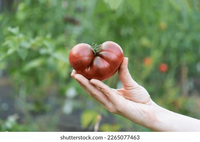 Farmer holds in his hands brown purple heirloom tomatoes Black Crimea. Organic fresh produce on sale at the local farmers market. Assortment, Gardening and agriculture concept. Woman farm worker hand - Powered by Shutterstock