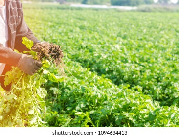 Farmer Holds In His Hands A Bush Of Young Yellow Potatoes, Harvesting, Seasonal Work In The Field, Fresh Vegetables, Agro-culture, Farming, Close-up, Good Harvest, Detox, Vegetarian Food